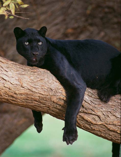 the animal black panther facts